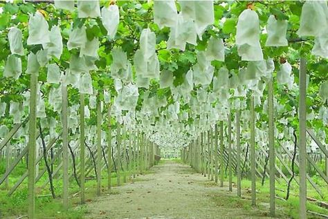 Non Woven Fruit Protection Cover